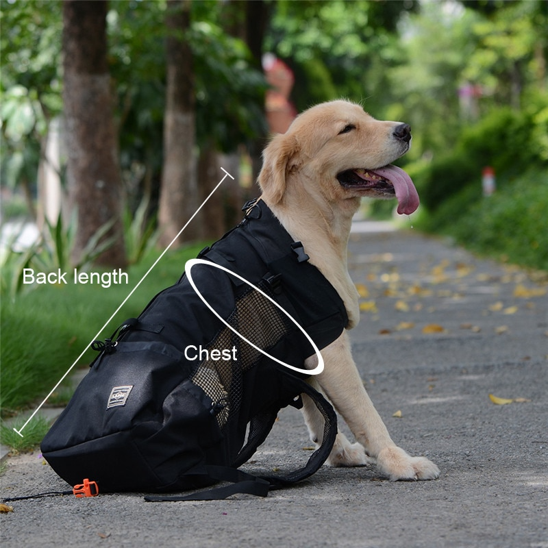 dog carrying backpack large